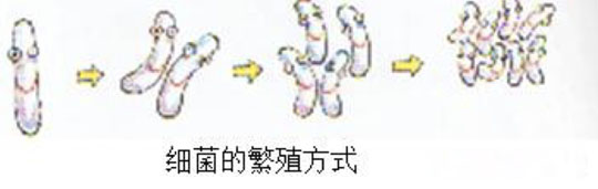 細菌的繁殖方式